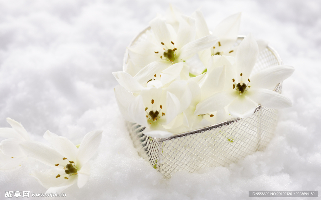 纯白鲜花