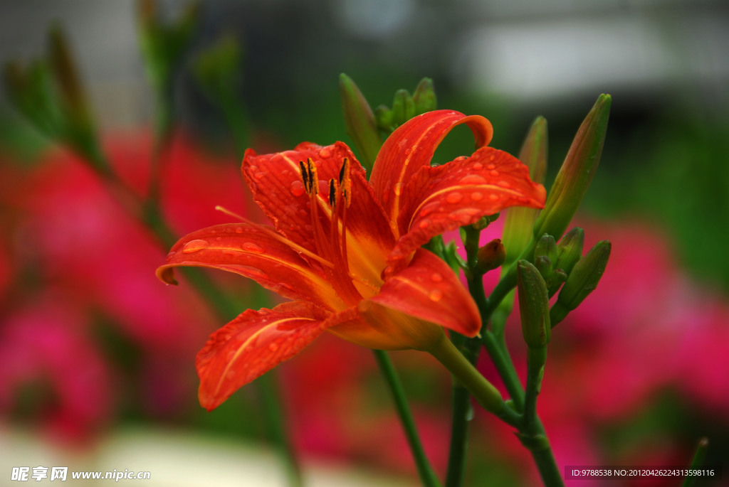 百合花
