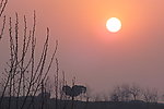日出 松树
