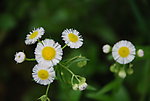 小白花野花