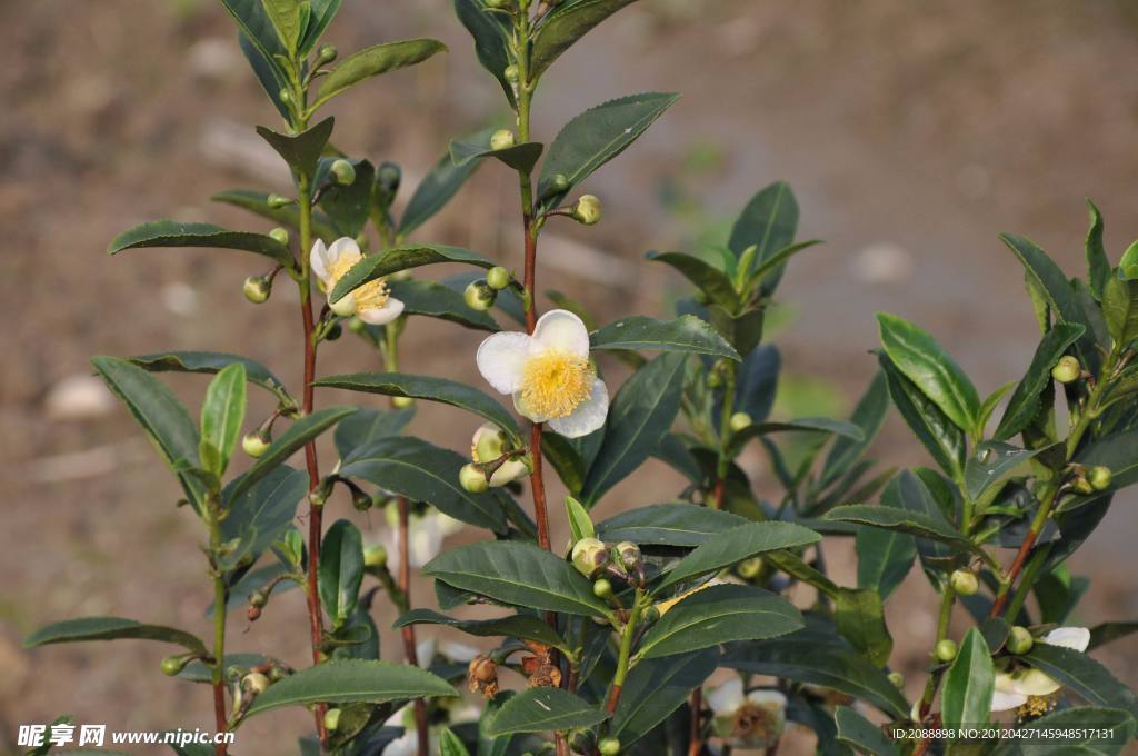 茶叶花
