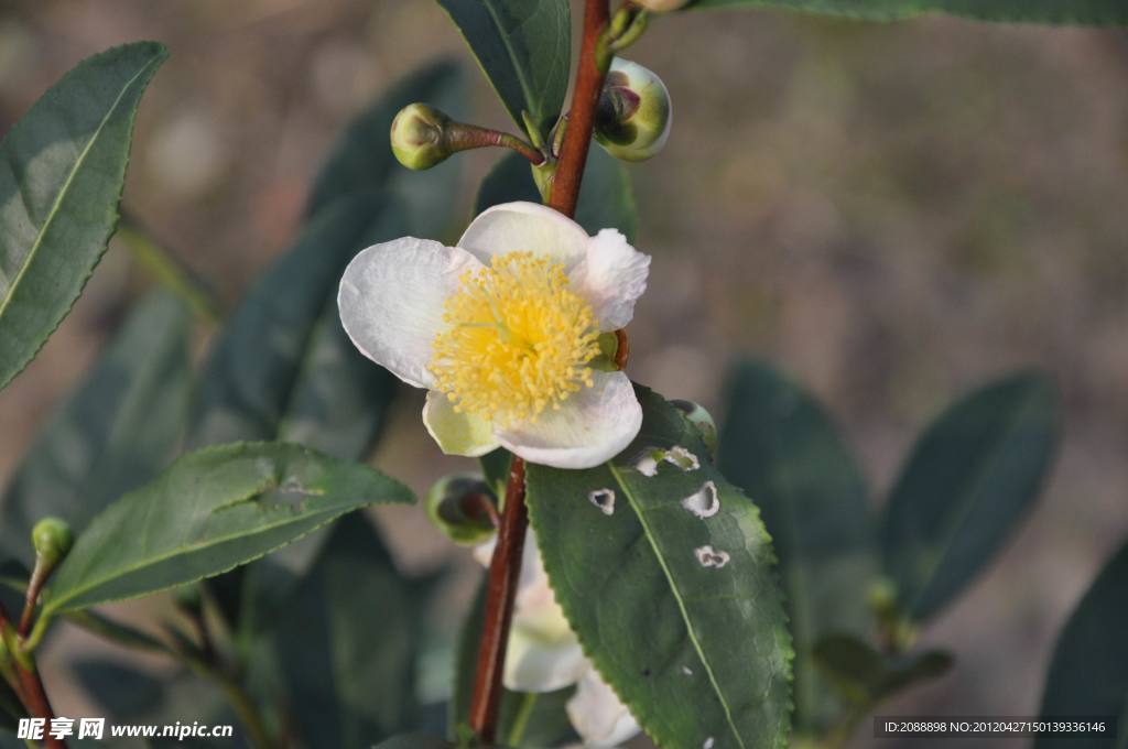 茶叶花