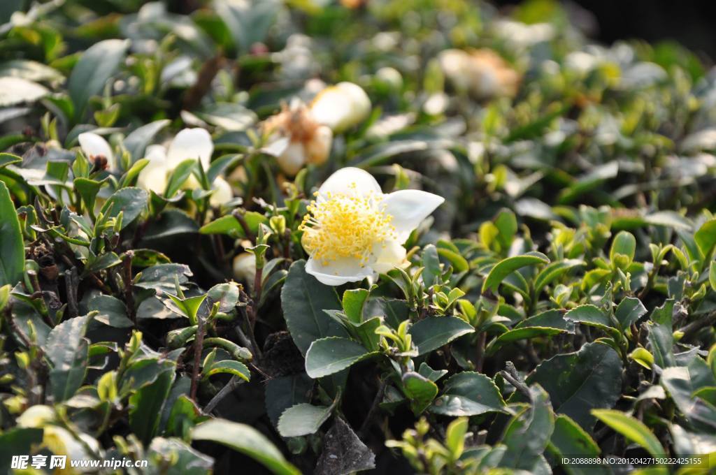 茶叶花