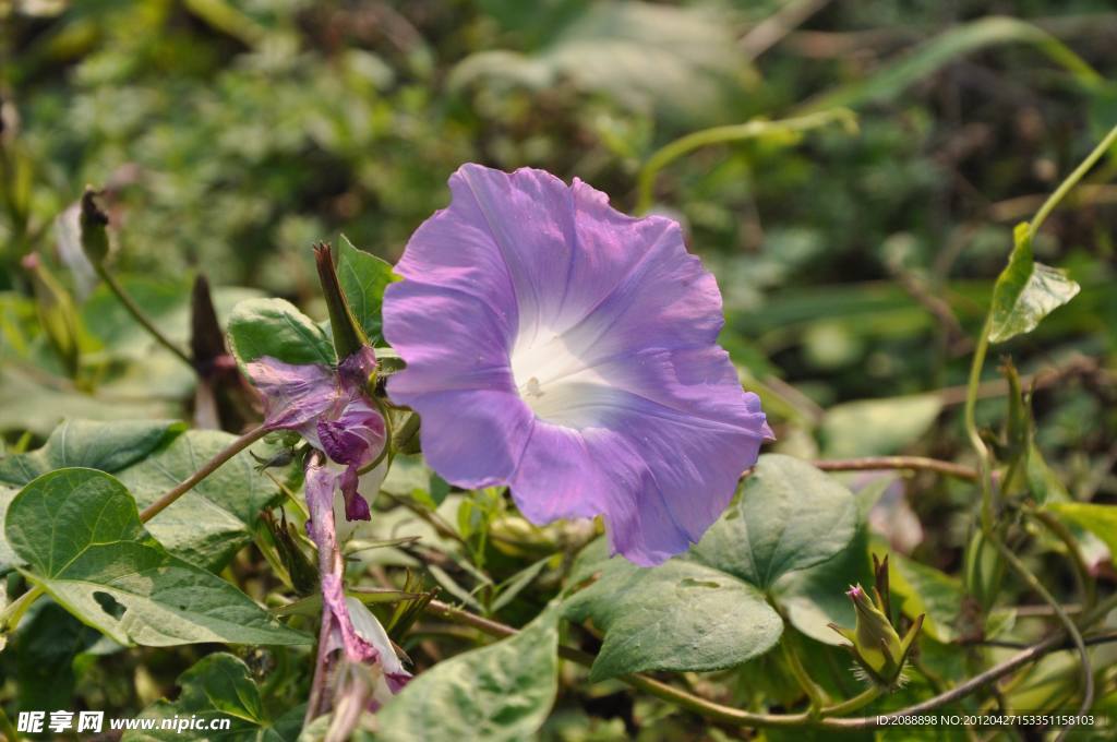 牵牛花