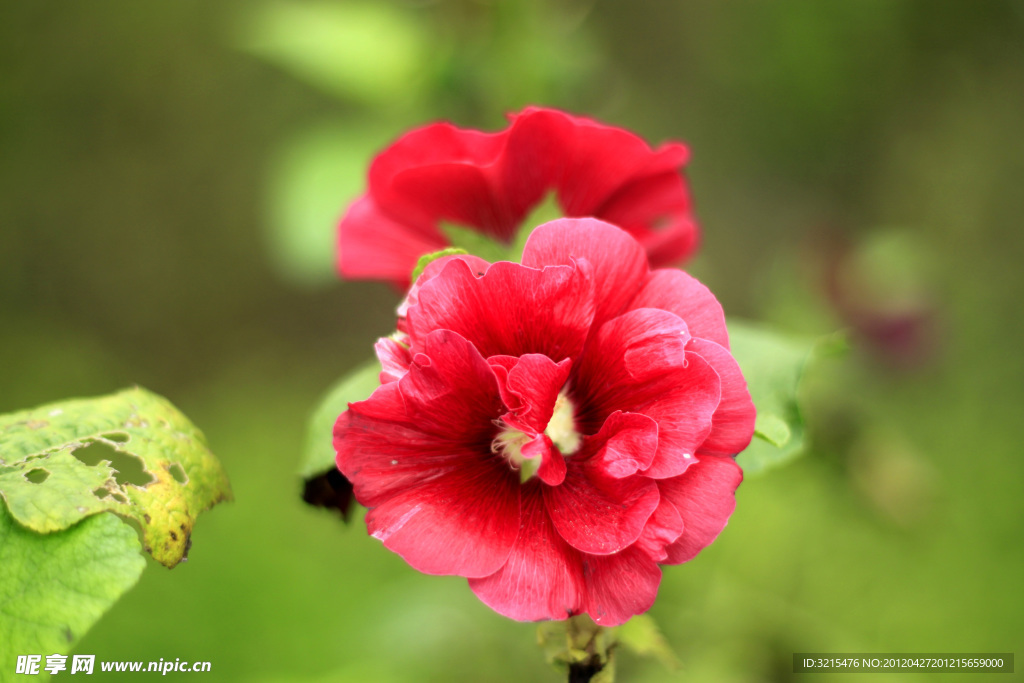 鲜花