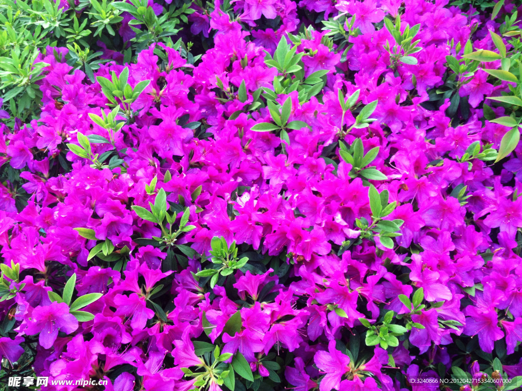 杜鹃花