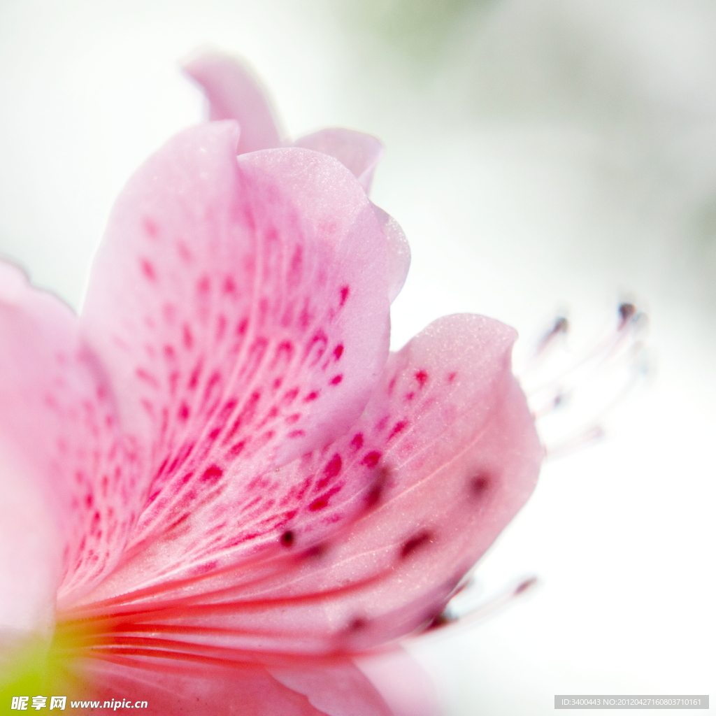 杜鹃花