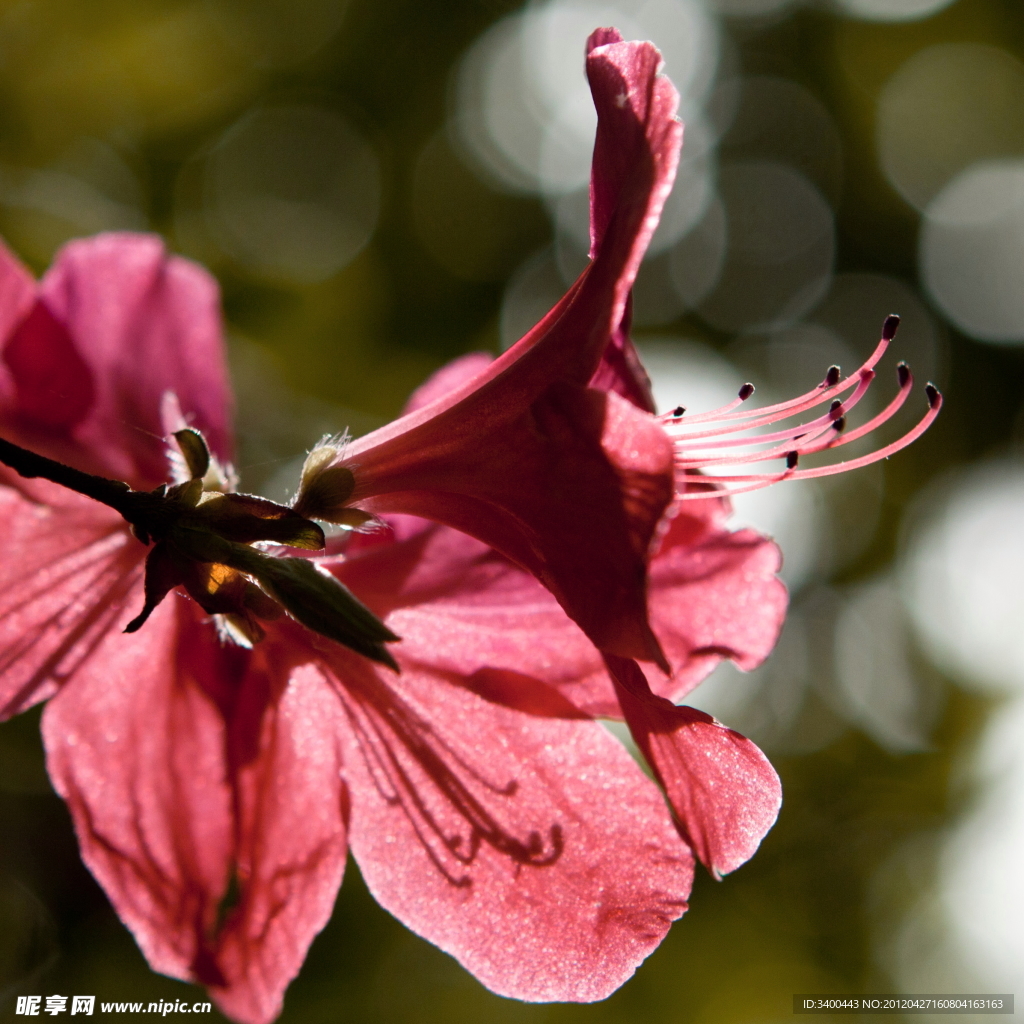 杜鹃花