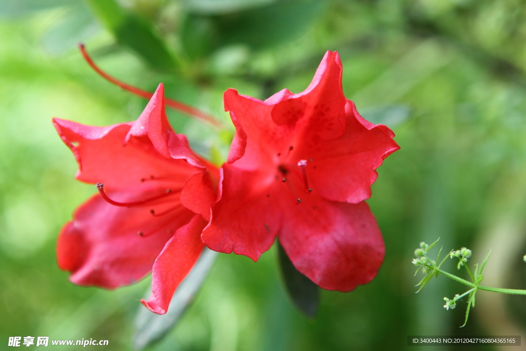 杜鹃花
