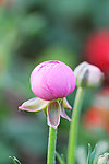 芹叶牡丹