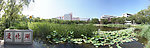 天津大学爱晚湖180度全景