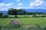 稻米 稻田 建筑