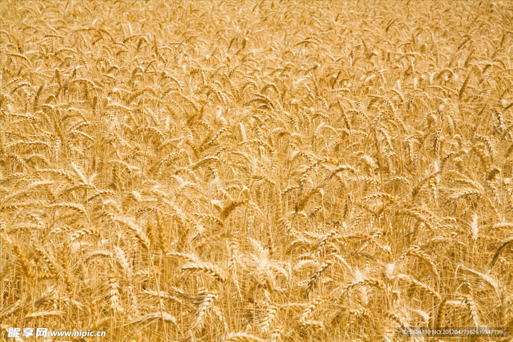 小麦 自然