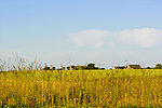 风景 景色 农场
