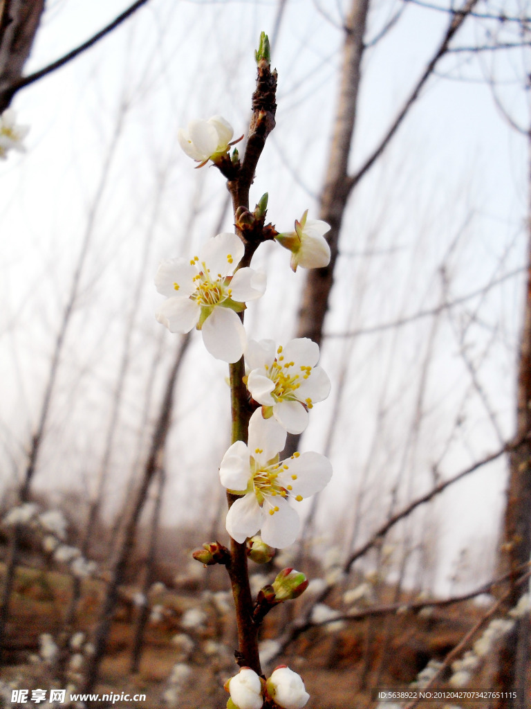 梅花