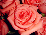 玫瑰花