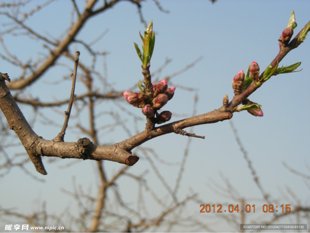桃花
