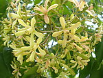 人面子花