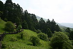 青山绿树