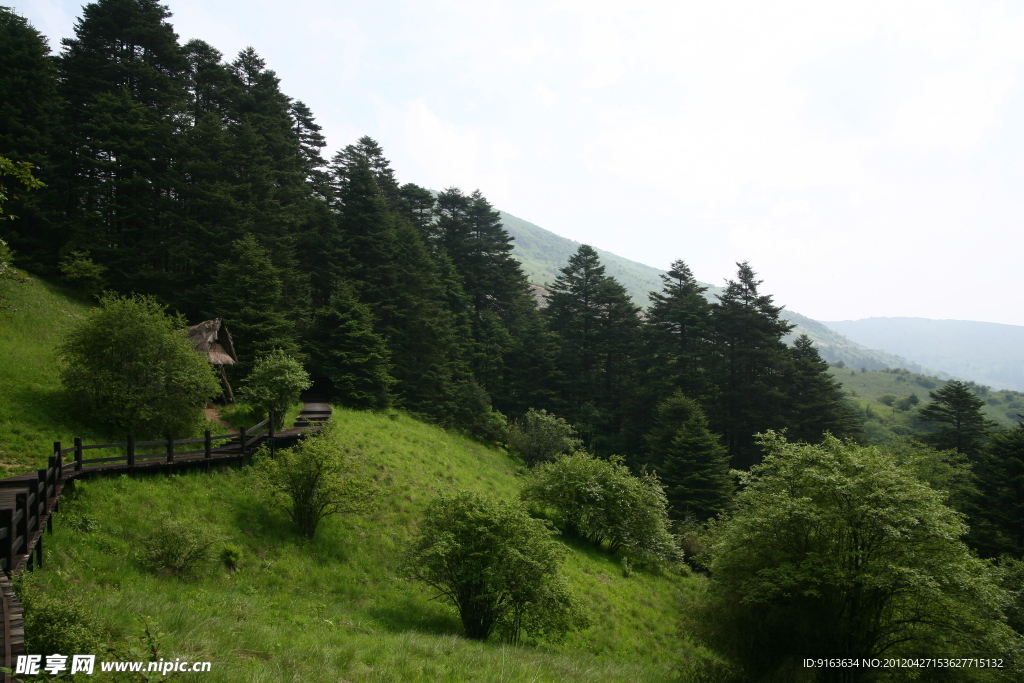 青山绿树