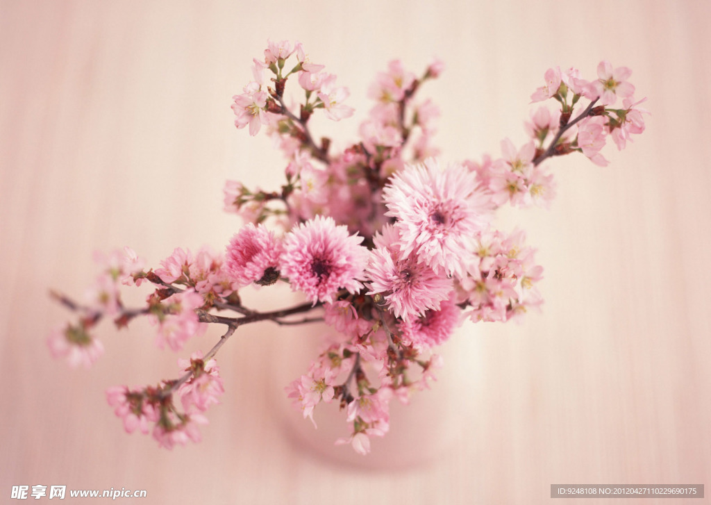盆景 菊花