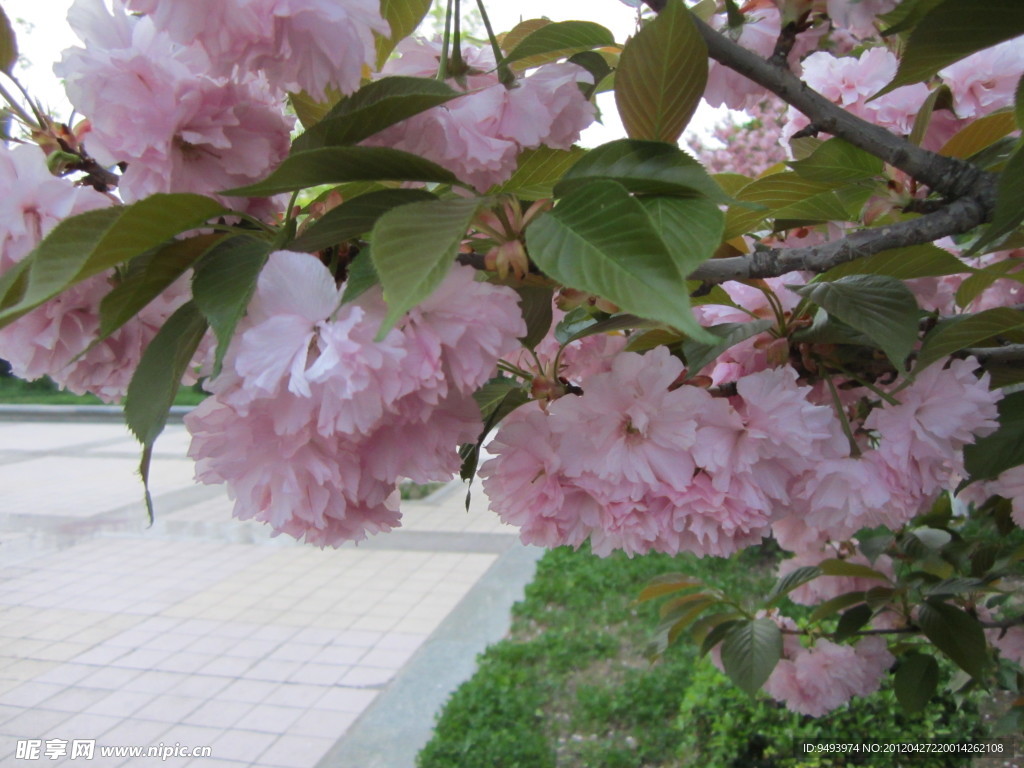 樱花