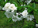 桃花（非高清）