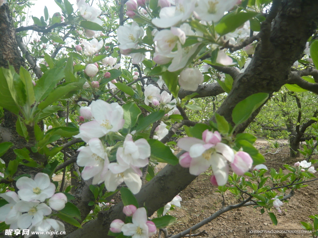 苹果花