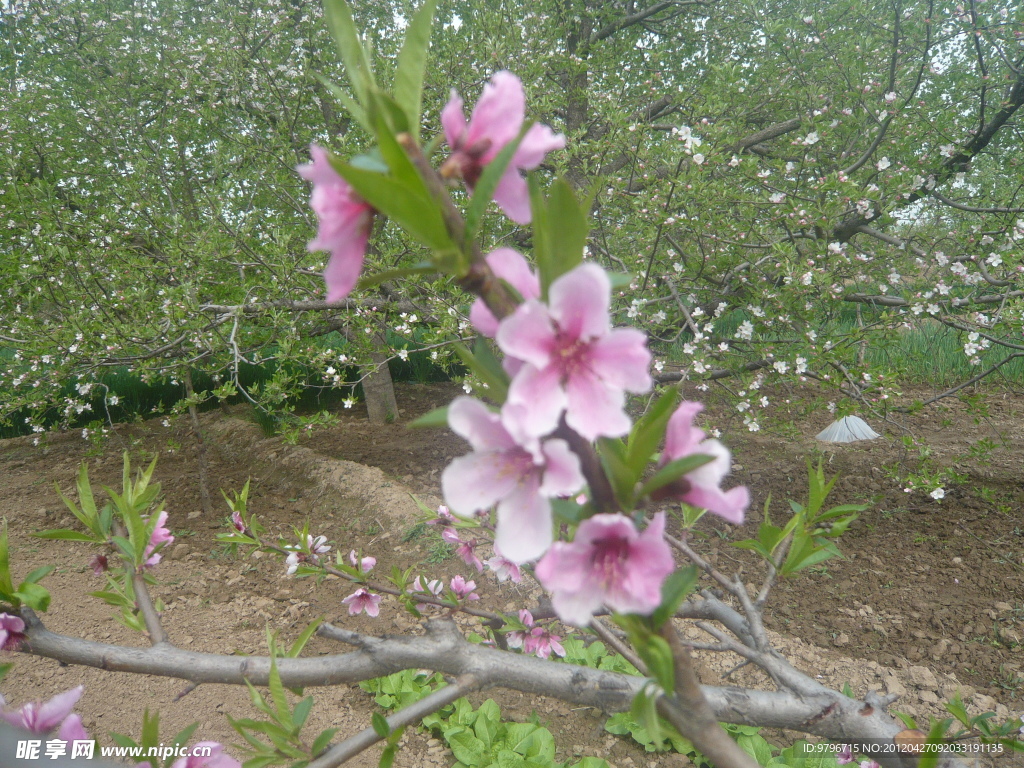 桃花