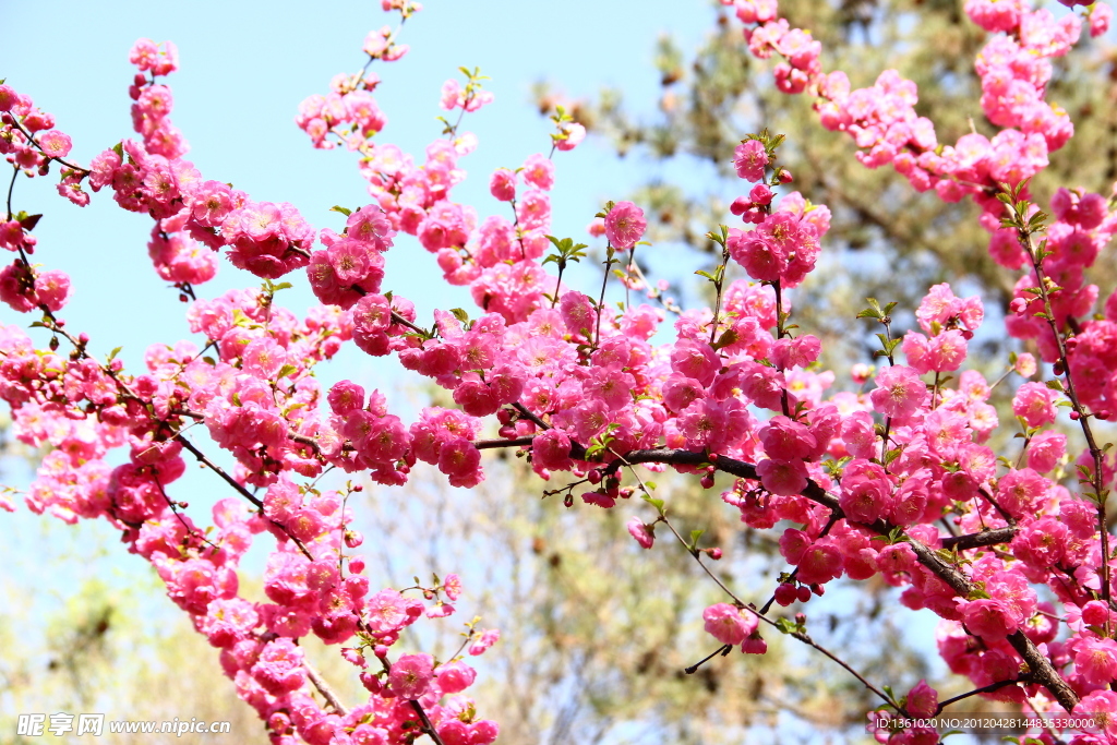 桃花