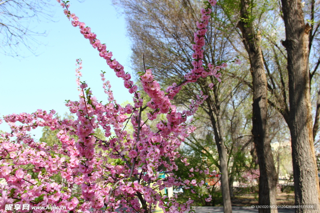 桃花