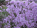 杜鹃花