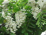 槐树花