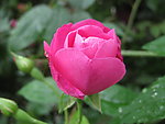 月季花