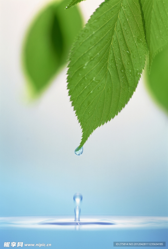 绿叶 水
