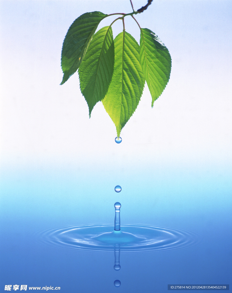 绿叶 水