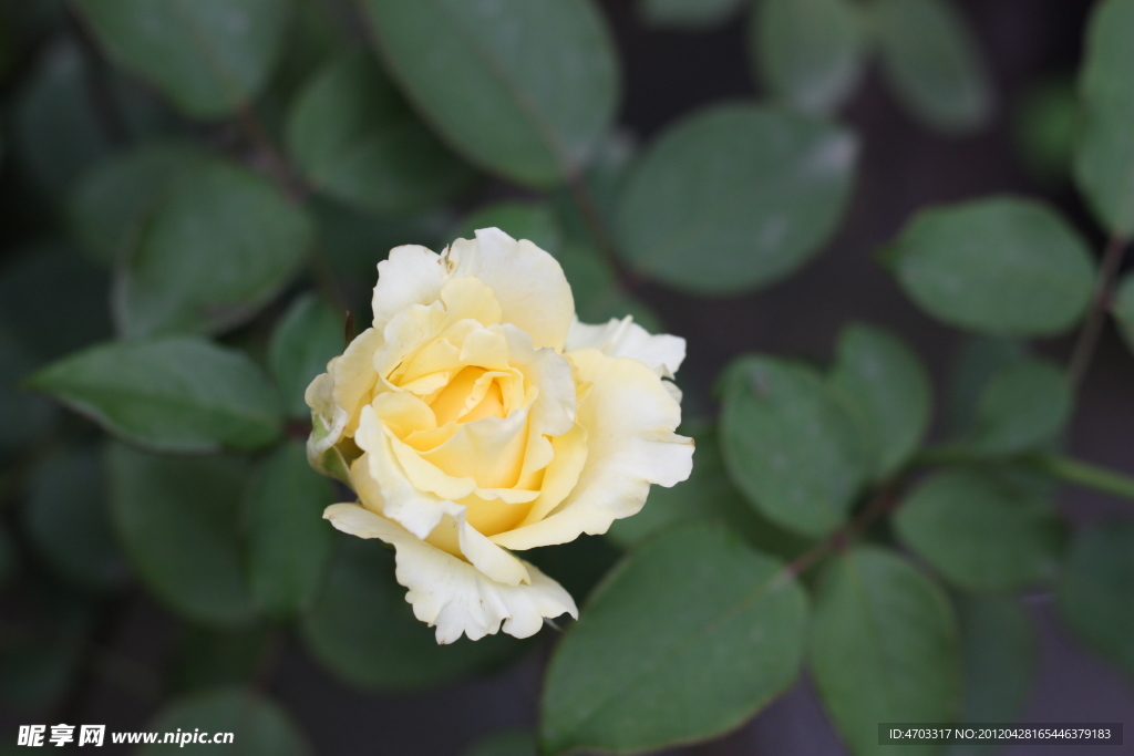 月季花 淡黄色花