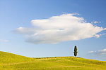 风景 孤木 孤树
