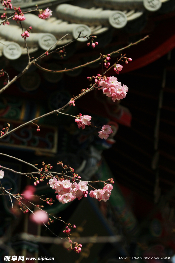 屋檐 樱花