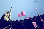 屋檐 樱花