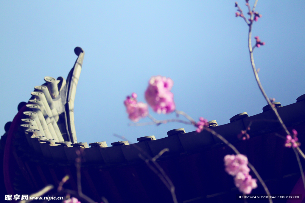 屋檐 樱花