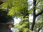 树枝