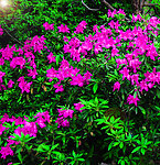 杜鹃花