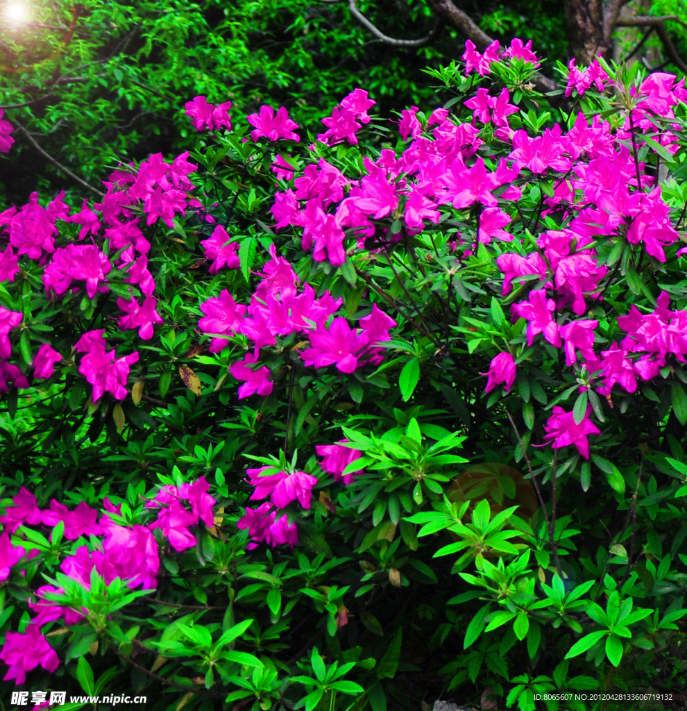 杜鹃花