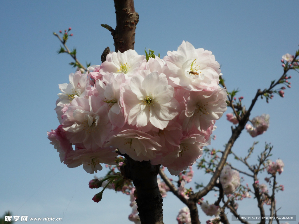 樱花