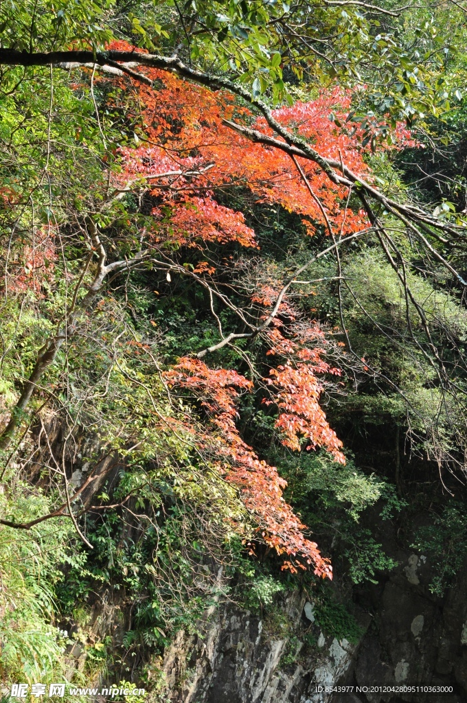 枫叶
