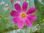 波斯菊