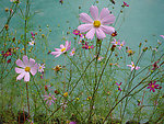 波斯菊