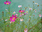 波斯菊