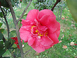 茶花
